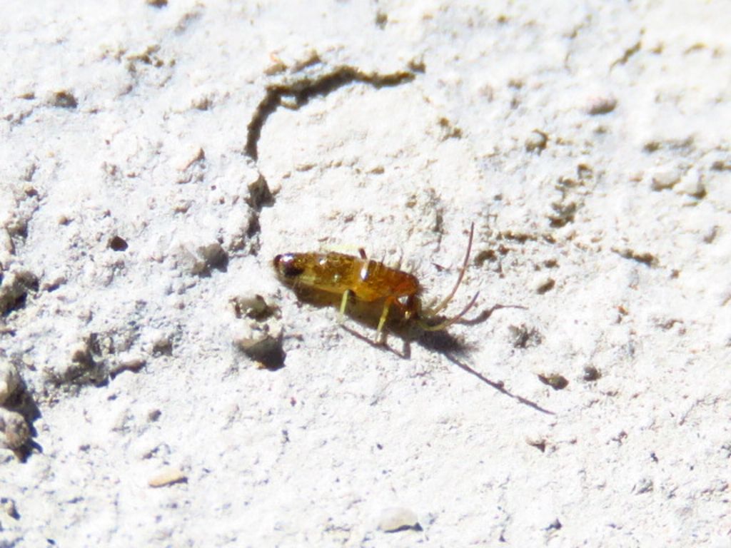 Collembola ID